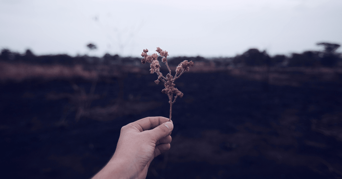 image - California Mental Health Hand holding dried flower, symbolizing resilience in mental health recovery and the power of peer support.
