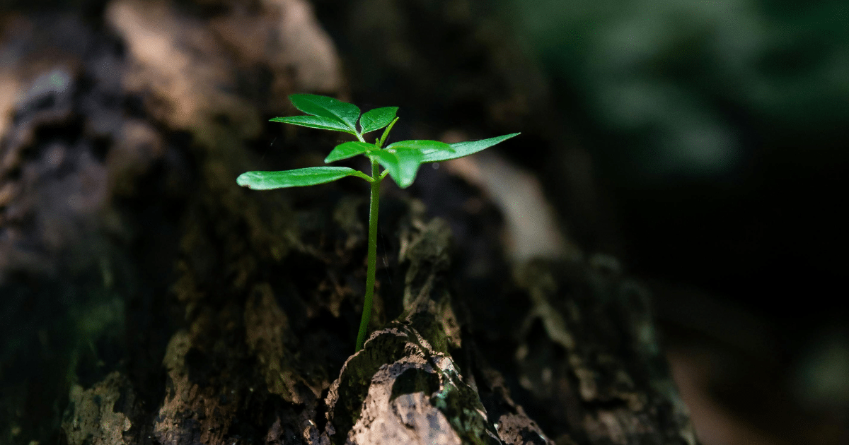 image - California Mental Health Hope and growth: A small green plant sprouts from a tree trunk, symbolizing mental health recovery and peer support.